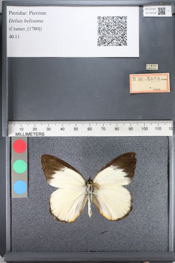 Media type: image;   Entomology 130143
